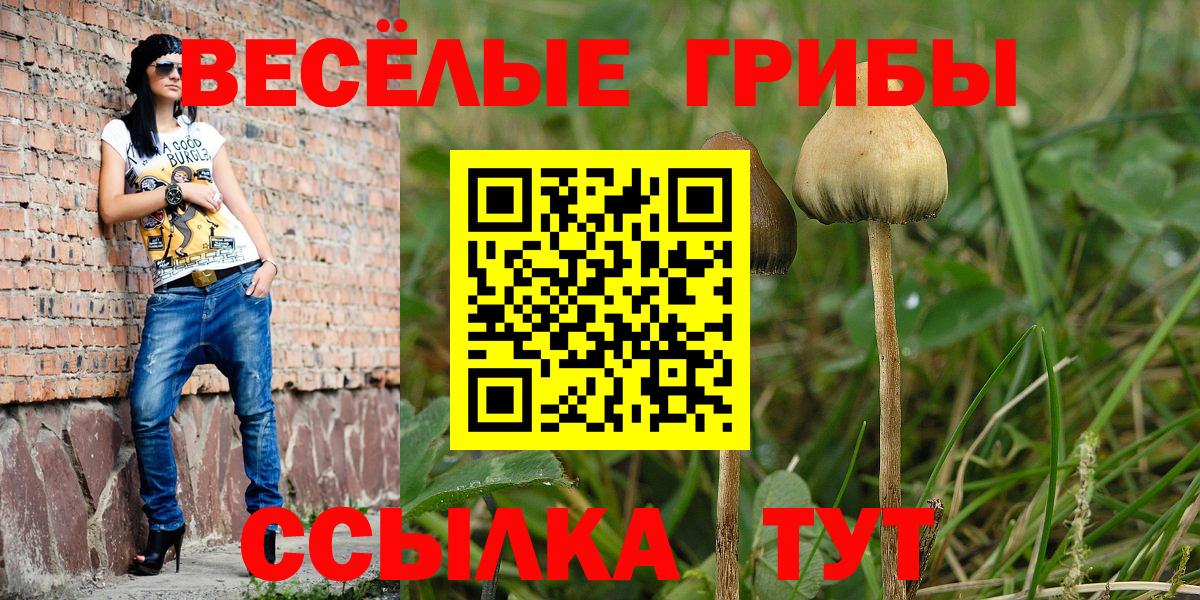 Галлюциногенные грибы Psilocybe Великие Луки